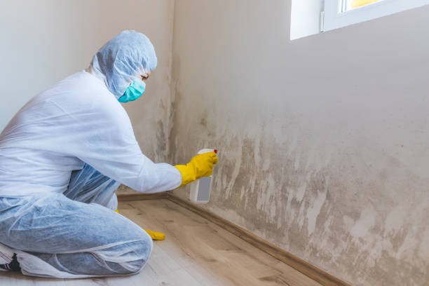 Licensed Mold Remediation service in Fayetteville, TN - 24 Hour Mold Removal